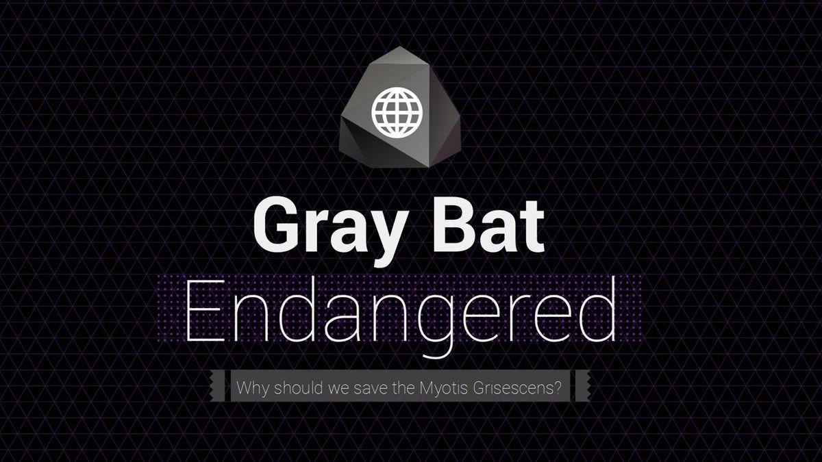 Gray Bat Logo - Gray Bat