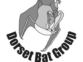 Gray Bat Logo - Dorset Bat Group | Dorset Wildlife Trusts