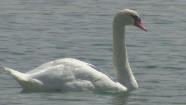 Swans with a Sun Logo - Swans falling prey to predators in Sun City West