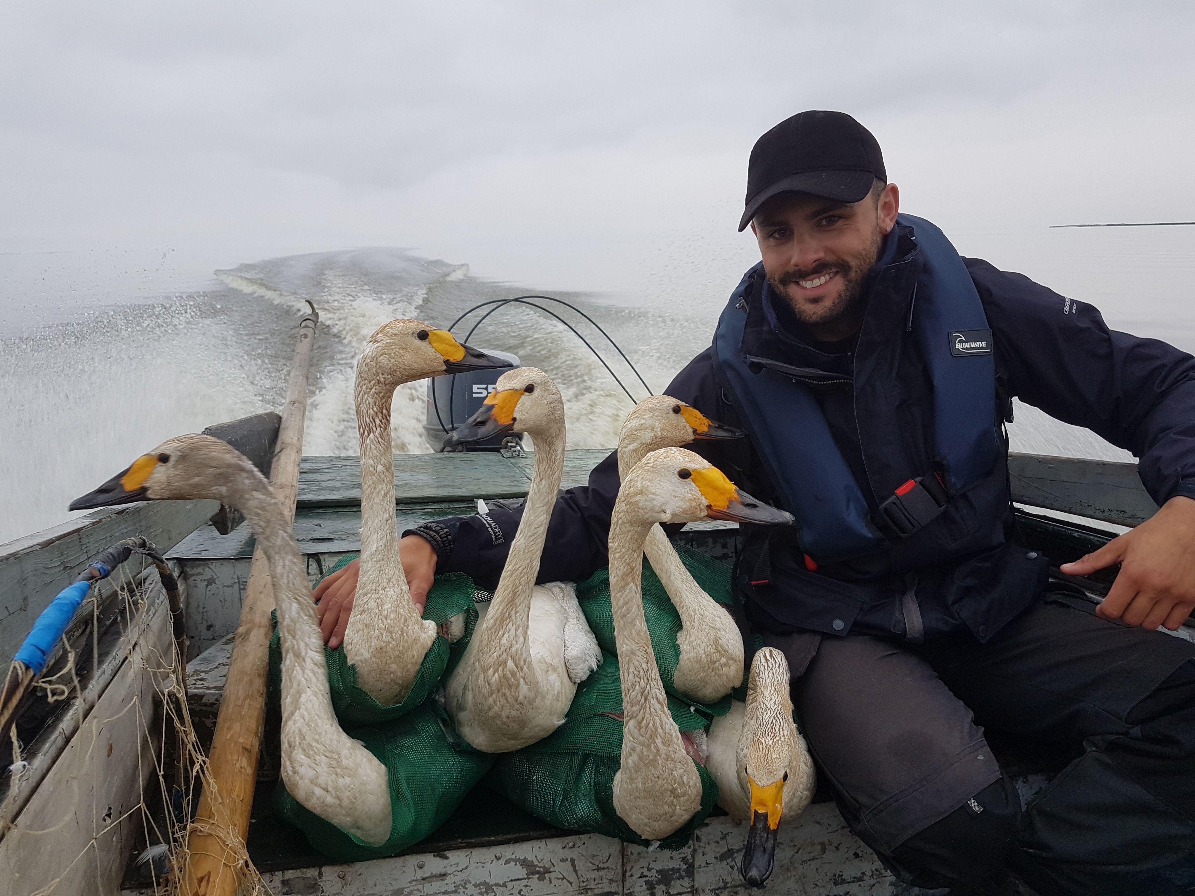 Swans with a Sun Logo - Wildfowl warden works to save the swans. Sun FM Radio
