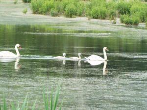 Swans with a Sun Logo - Lowell friends find joy in 'Dracut birds' - Lowell Sun Online