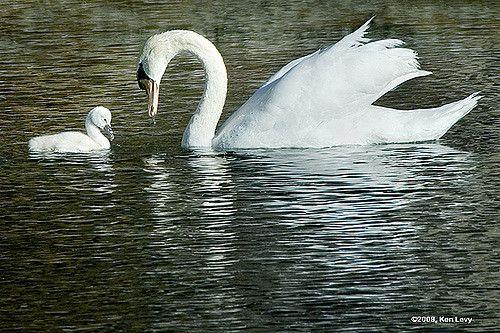 Swans with a Sun Logo - Swan & Baby, Sun Valley, Idaho | Mother and baby (cygnet) sw… | Flickr