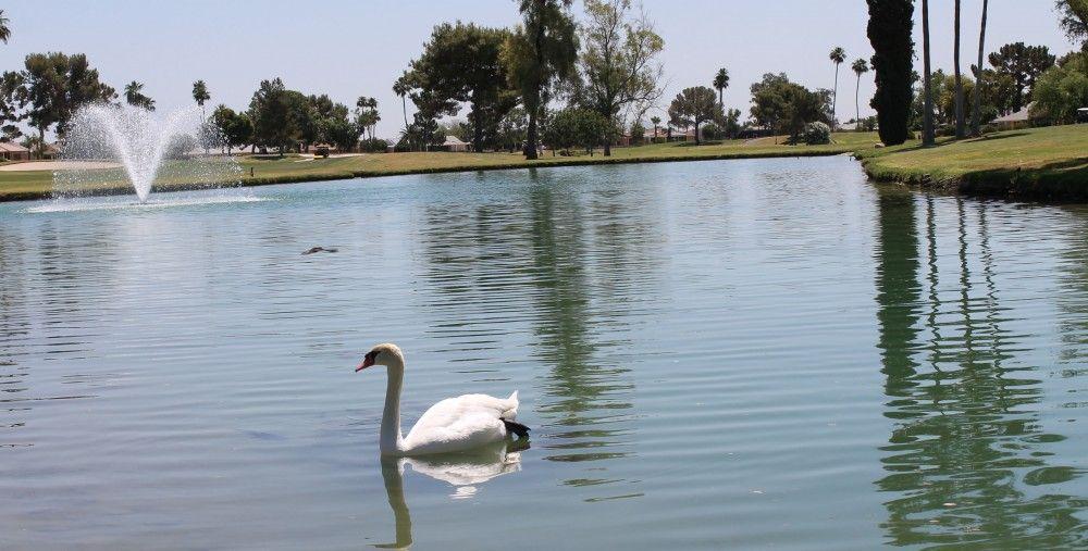 Swans with a Sun Logo - RCSCW phasing out swans at lakes - Your Valley
