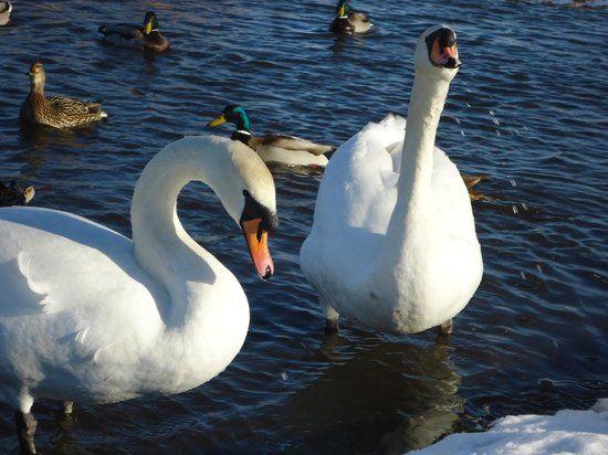 Swans with a Sun Logo - feeding swans & ducks - Picture of Rising Sun Country Park ...