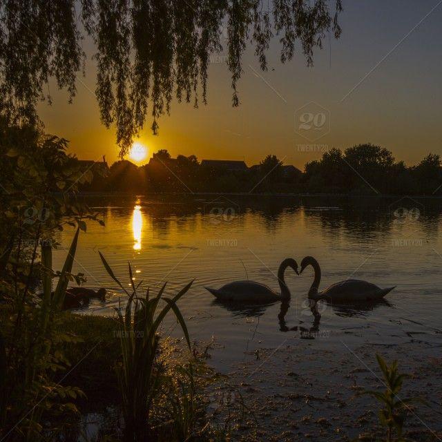 Swans with a Sun Logo - Photography, water, sun, tree, sky, silhouette, reflection, sunset