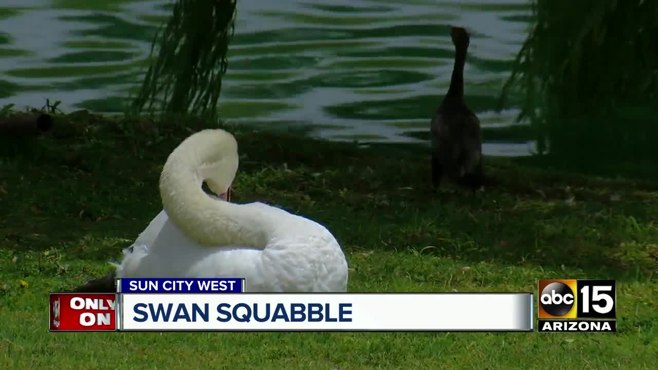 Swans with a Sun Logo - Solution proposed for dwindling Sun City West swans