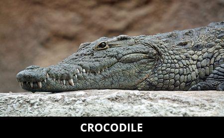 Cool Alligator Logo - Crocodile Facts | Cool Kid Facts | Kaylee - Learning Weeks ...