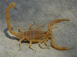 Red and White Scorpion Logo - How to treat scorpion stings – Boys' Life magazine