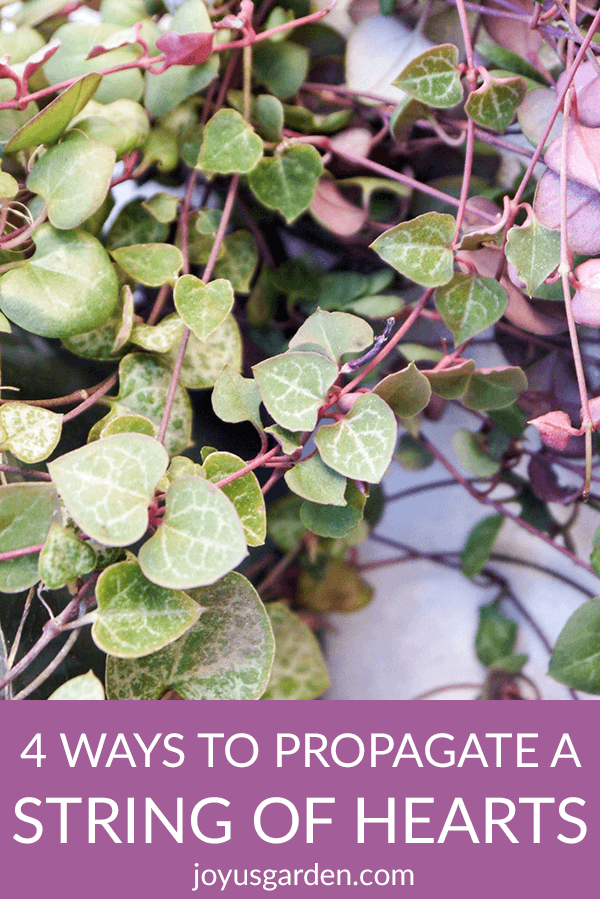 Three String of Hearts Logo - 4 Ways To Propagate A String Of Hearts Plant (Rosary Vine) |