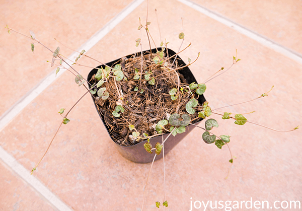 Three String of Hearts Logo - 4 Ways To Propagate A String Of Hearts Plant (Rosary Vine) |