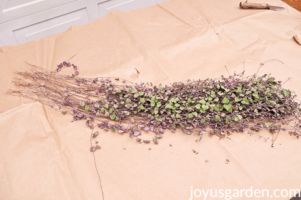 Three String of Hearts Logo - 4 Ways To Propagate A String Of Hearts Plant (Rosary Vine) |