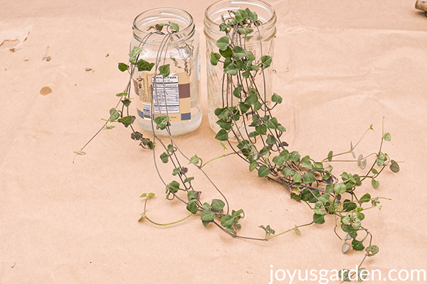 Three String of Hearts Logo - 4 Ways To Propagate A String Of Hearts Plant (Rosary Vine) |