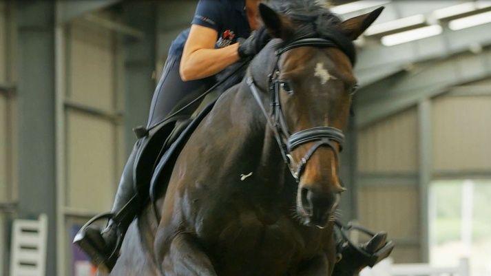 Opaque Flying Horse Logo - Equestrian teams set to benefit from fighter jet technology