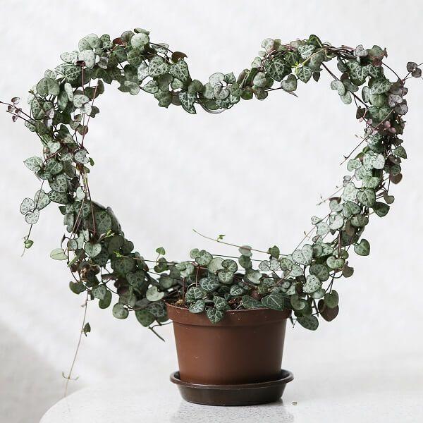 Three String of Hearts Logo - Buy String of Hearts Plant Online in India - Ceropegia Woodii ...