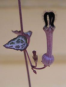 Three String of Hearts Logo - Ceropegia woodii