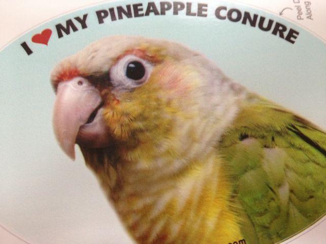 Pineapple Bird Logo - Pineapple Conure Parrot Exotic Bird Vinyl Decal Bumper Sticker | eBay
