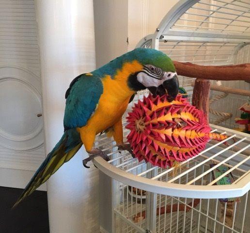 Pineapple Bird Logo - Rio the Macaw Loves her Pineapple Bird Toy | Fun Time Birdy Blog