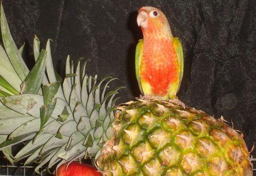 Pineapple Bird Logo - Pineapple