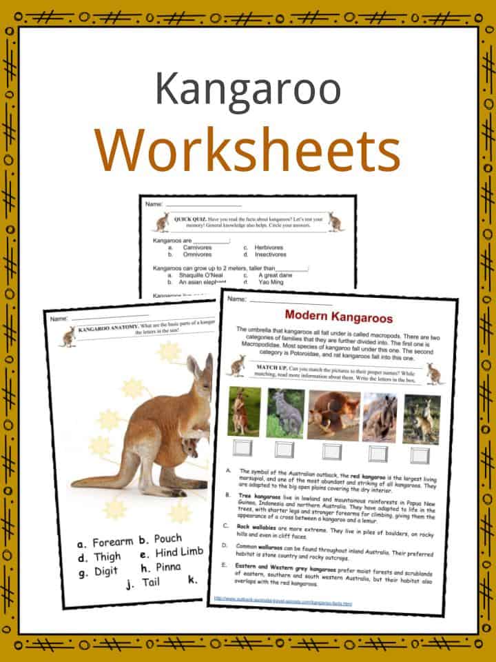 White with Red Triangle Kangaroo Logo - Kangaroo Facts, Worksheets, Habitat, Species & Diet For Kids