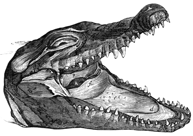 Alligator Head Logo - Crocodile Head