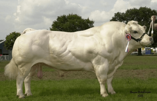 Blue and White Bull Logo - Amazing Beautiful White Bull with Double Muscles. Bulls & Cows
