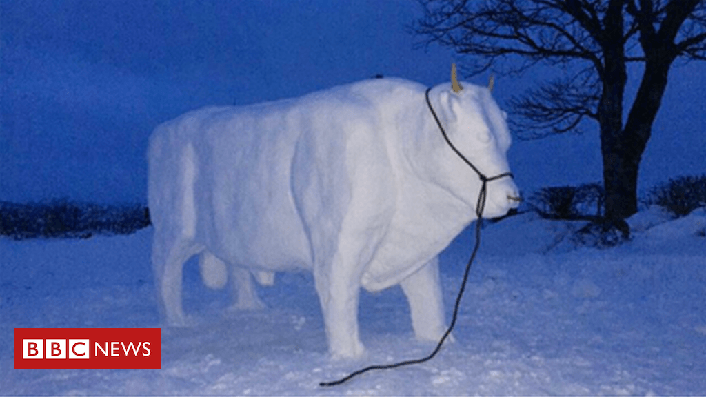 Blue and White Bull Logo - Armagh family build a bull from snow - BBC News