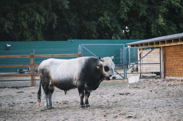 Blue and White Bull Logo - Black and white bull in the barn Photo