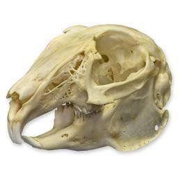 Rabbit Skull Logo - Cottontail Rabbit Skull Natural Bone Quality A