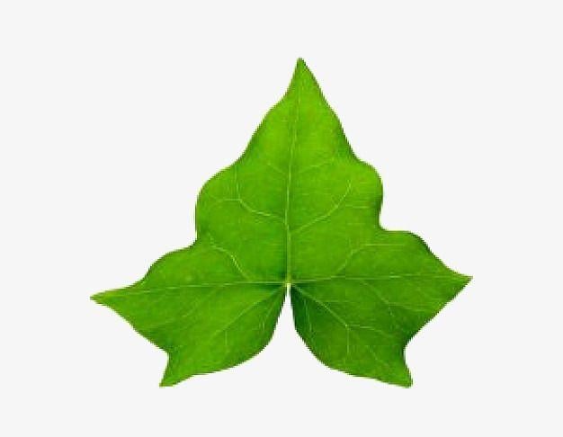 Ivy Leaf Logo - A Ivy Leaf, Plant, Green, Leaves PNG Image and Clipart for Free Download