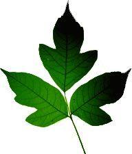 Ivy Leaf Logo - DNR: Poison Ivy - leaves of three