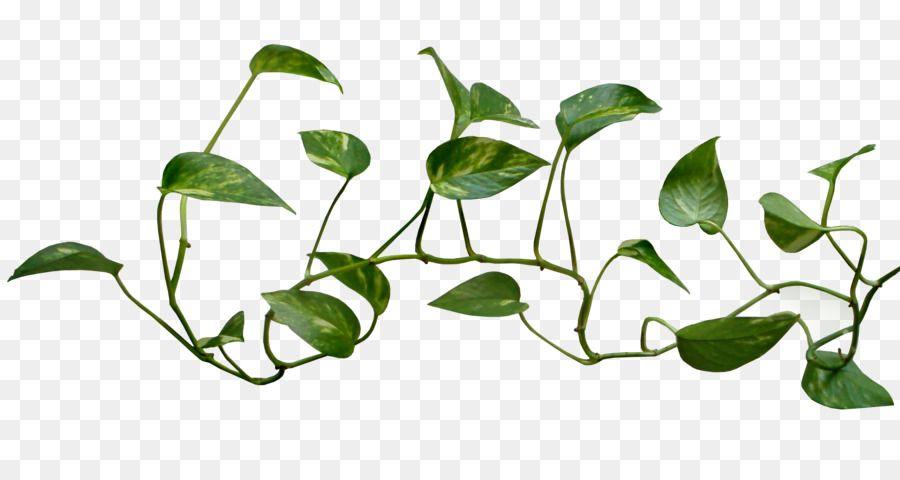 Ivy Leaf Logo - Common ivy Vine Plant Clip art - Vine Logo Transparent Png png ...