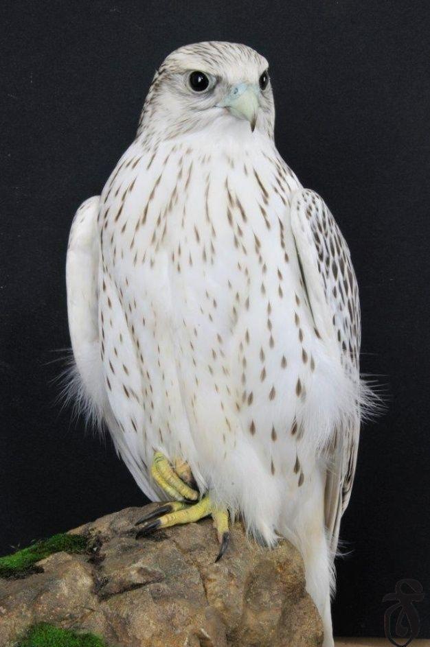 White Falcon Bird Logo - Rare White Falcons You Have Never Seen Before. pets & Animal Trends