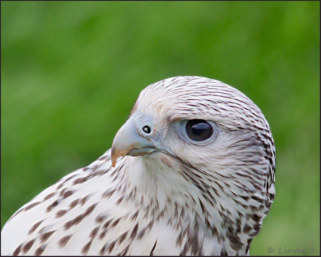 White Falcon Bird Logo - Bird of Prey, 