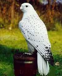 White Falcon Bird Logo - The Falcon