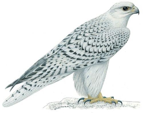 White Falcon Bird Logo - White Falcon Bird | white falcon resmi | most beloved creatures ...