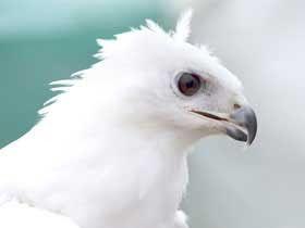 White Falcon Bird Logo - Funny white falcon bird |Funny Animal
