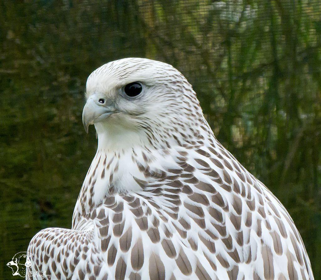 White Falcon Bird Logo - White Falcon. Saker Falcon Hawks. Falcon Hawk, Birds Of Prey, Birds