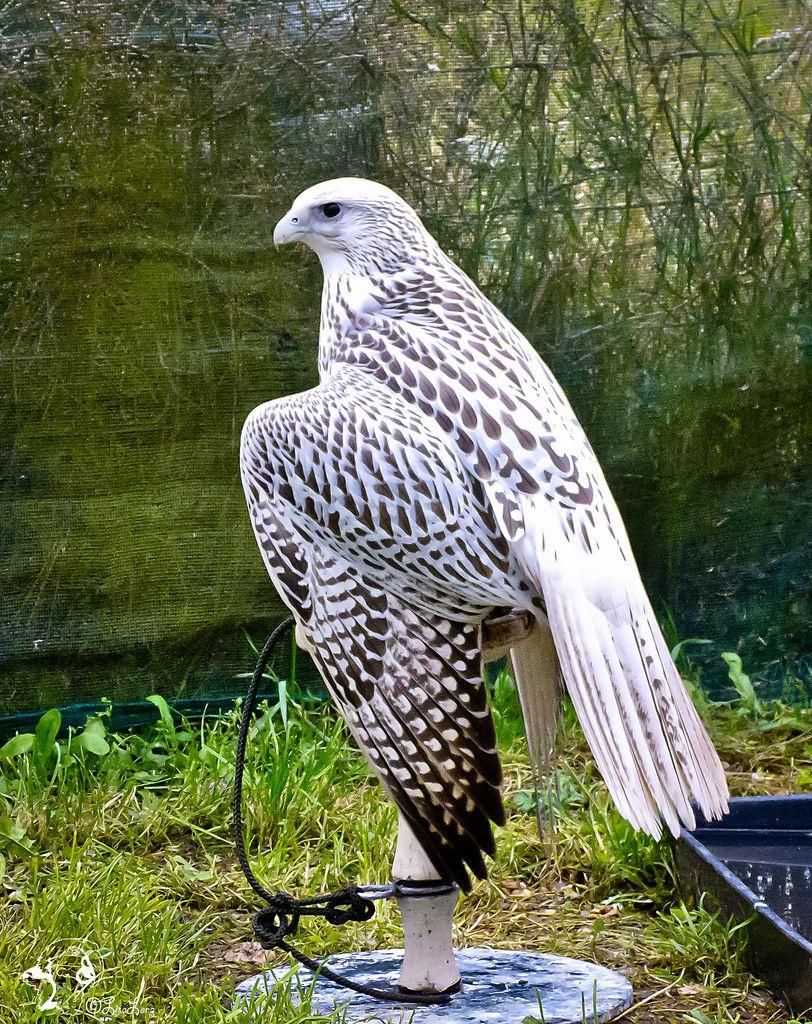 White Falcon Bird Logo - White Falcon | The Long Experience | Flickr