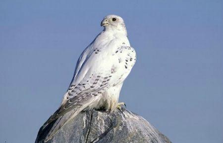 White Falcon Bird Logo - The White Peregrine Falcon - Birds & Animals Background Wallpapers ...
