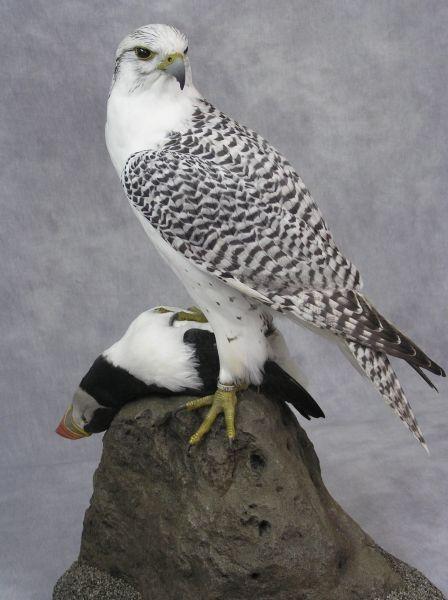 White Falcon Bird Logo - Falcon Taxidermy - Gyr Falcon - Kestrel - Hobby - Merlin - Peregrine ...