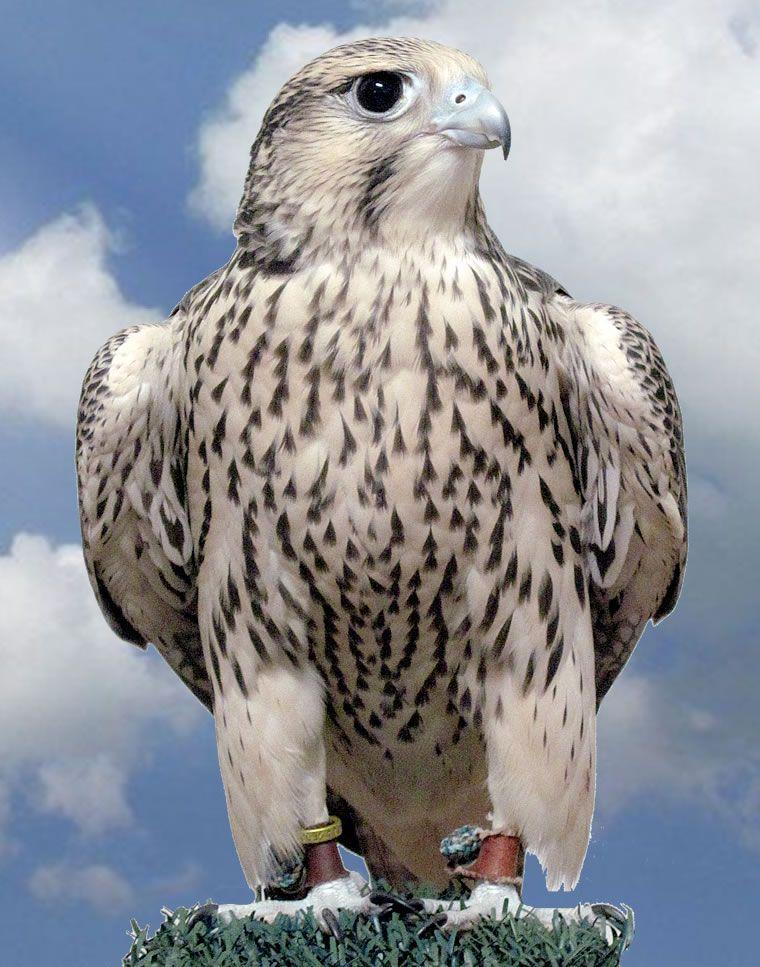 White Falcon Bird Logo - Types of Falcons Birds Species. Quapa is a mix of white gyr falcon