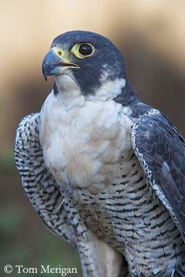 White Falcon Bird Logo - Peregrine Falcon