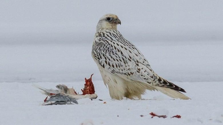 White Falcon Bird Logo - Birders aflutter after sightings of rare falcon in St. John's | CBC News