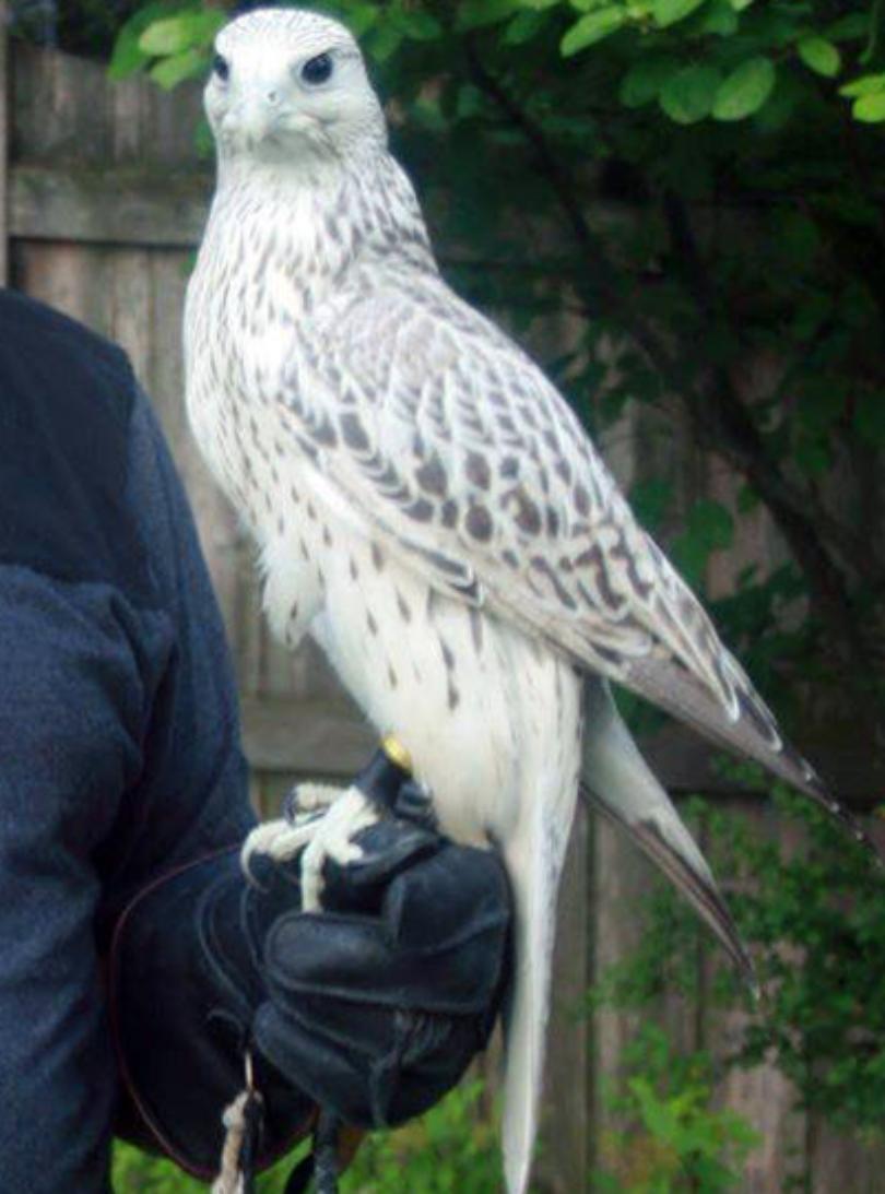 White Falcon Bird Logo - White falcon lost in Hutchinson