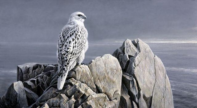 White Falcon Bird Logo - Rare White Falcons You Have Never Seen Before – Pouted Magazine