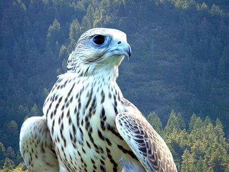 White Falcon Bird Logo - white falcon - Birds & Animals Background Wallpapers on Desktop ...