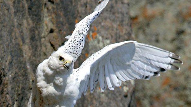 White Falcon Bird Logo - Raptors | Nature | PBS