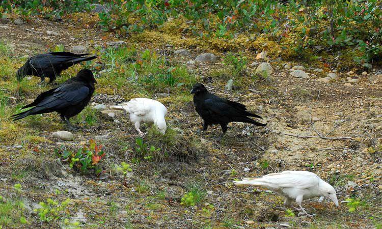 Black and White Ravens Logo - White ravens roaming the skies above Qualicum beach, the result