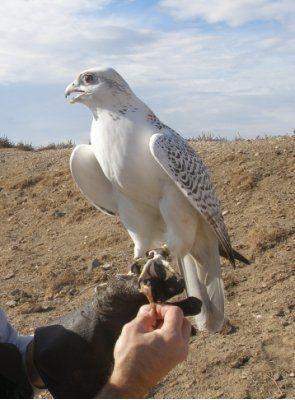 White Falcon Bird Logo - Animals For > White Falcon Bird. FALCON BIRD. Birds, Animals