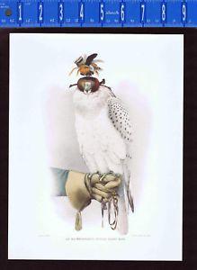 White Falcon Bird Logo - WHITE FALCON, Le Groenlandais, faucon blanc mue